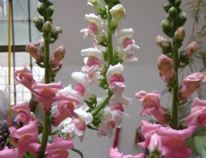 重瓣大花金鱼草的养殖方法,有关金鱼草的养殖方法和注意事项