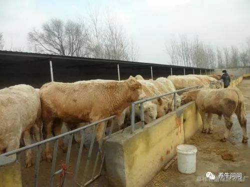 牛病了,你都看不出来!还怎么养牛?