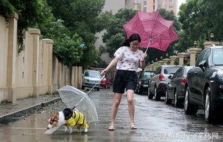 遭殃代表什么意思,遭殃是什么意思该怎么解释呢