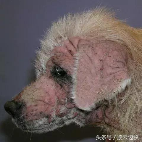 狗狗起红疹怎么办,狗狗红疹怎么治