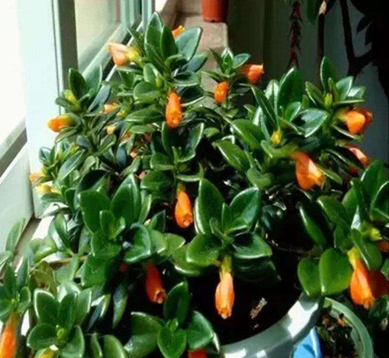 金鱼吊兰养殖方法和注意事项图片,金鱼吊兰的养殖方法和禁忌