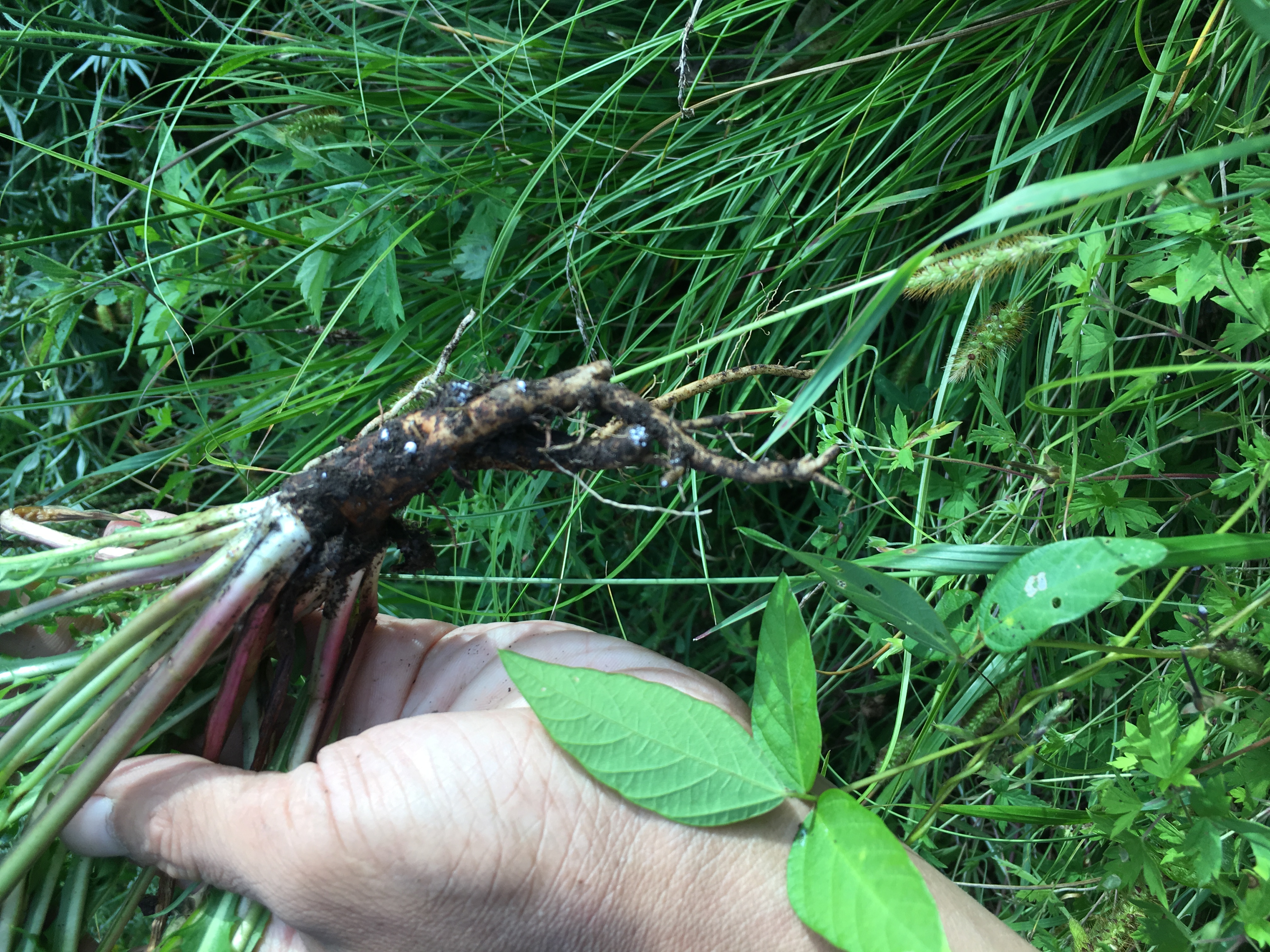 婆婆丁蘸酱菜顺丰包邮,东北婆婆丁蘸酱菜销量第一