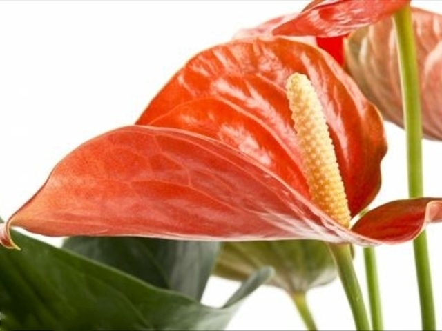 红掌怎样修剪才能长得更大,红掌怎样修剪才能长得更高