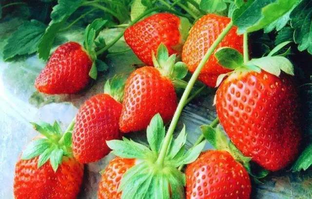 农村小型厂致富商机,农村商机加盟项目