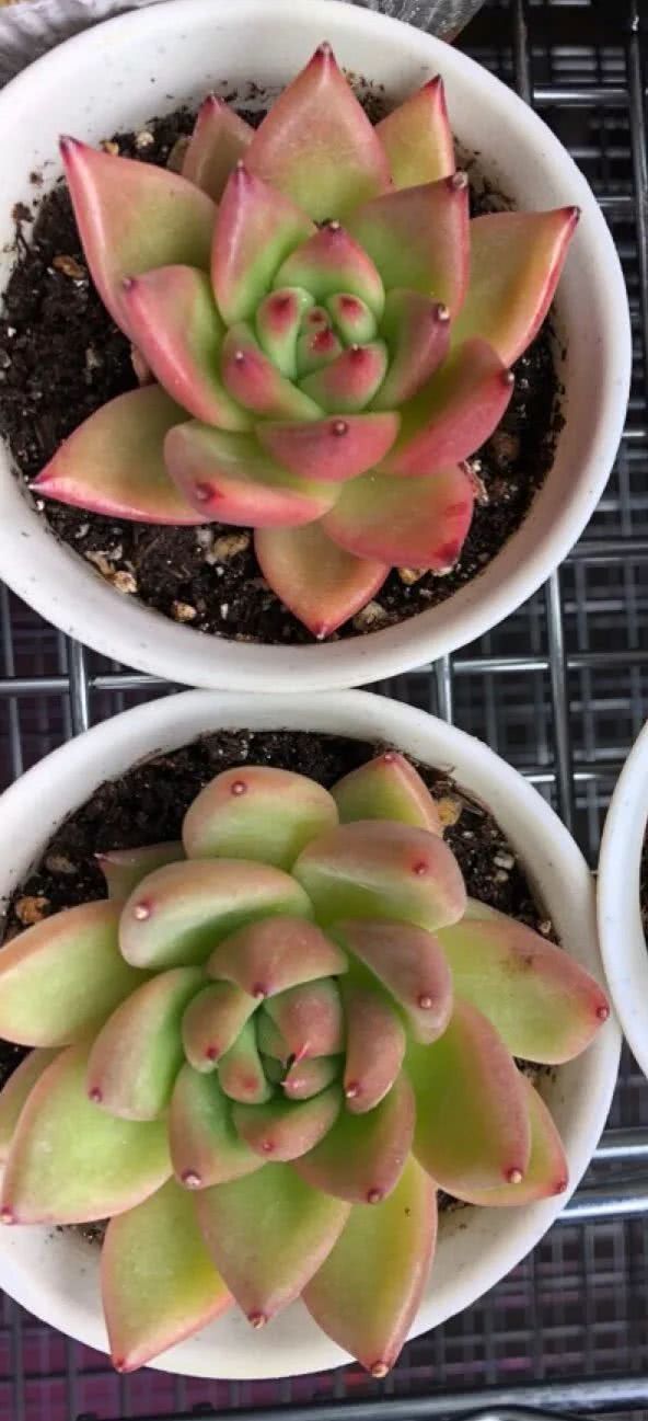 美国多肉,多肉西雅图