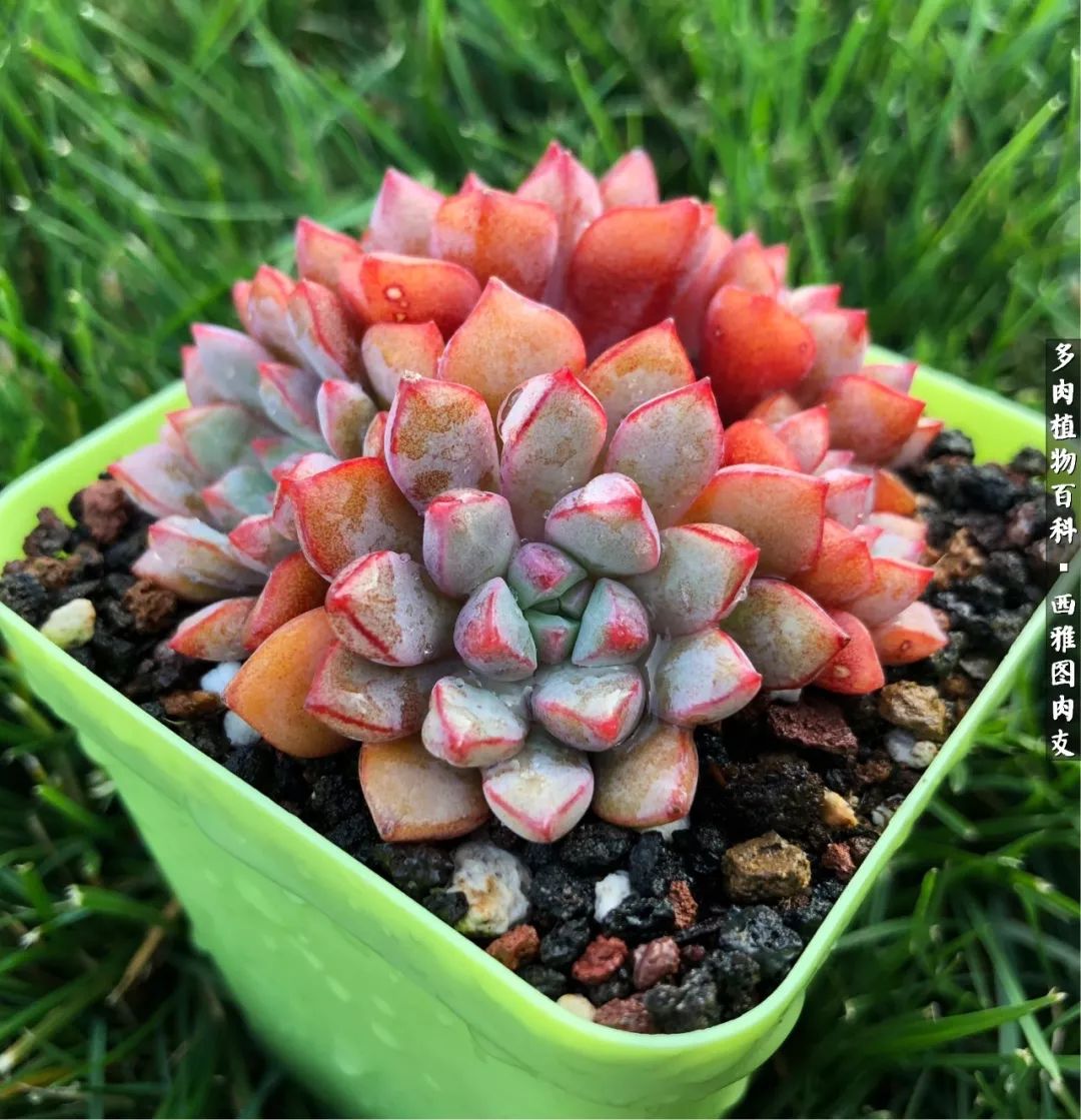 入坑几年的多肉新手,入坑多肉第一年景天科
