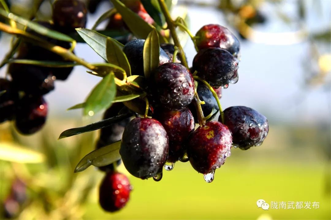 今生广种橄榄树，来世还做陇南人！