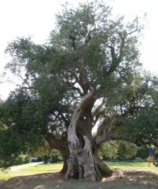 今生广种橄榄树，来世还做陇南人！