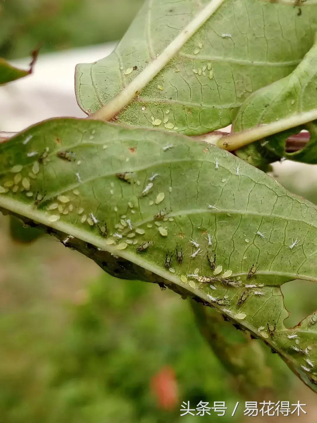 虫瘿属于虫害还是病害,虫瘿果实