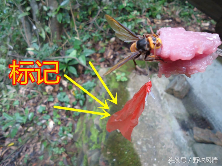 蜂箱旁诱捕马蜂的最佳方法,诱蜂洞如何引诱马蜂