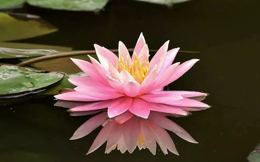 花之声杜鹃花,花之声歌曲