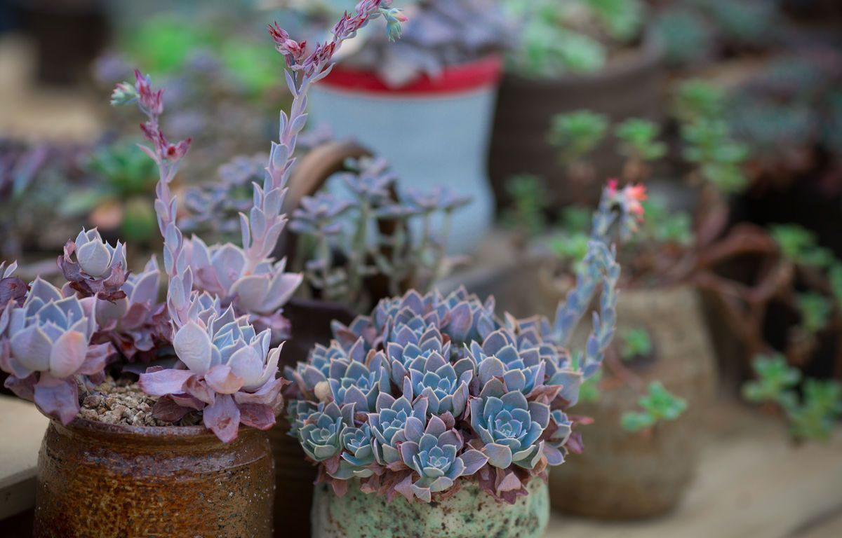 多肉总是掉花瓣怎么处理,多肉容易掉叶子的问题