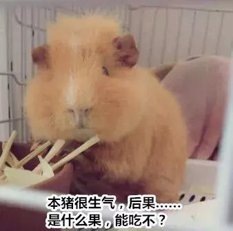 荷兰猪记性,荷兰猪为什么弹跳厉害呢