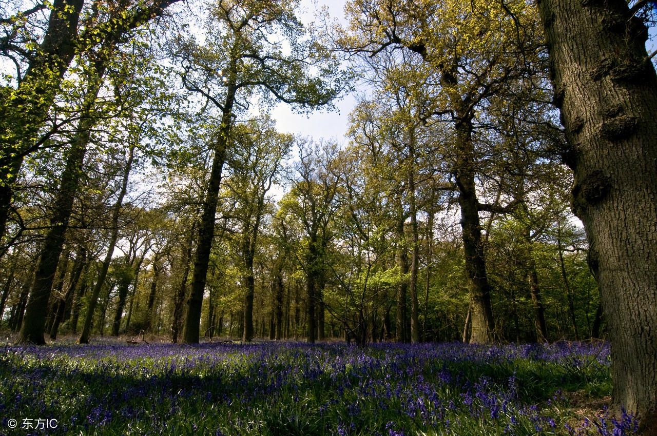 实木家具哪种木材好相关推荐,实木家具用哪种木材好