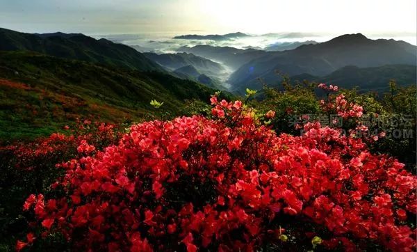 丽水遂昌市区,在丽水的遂昌