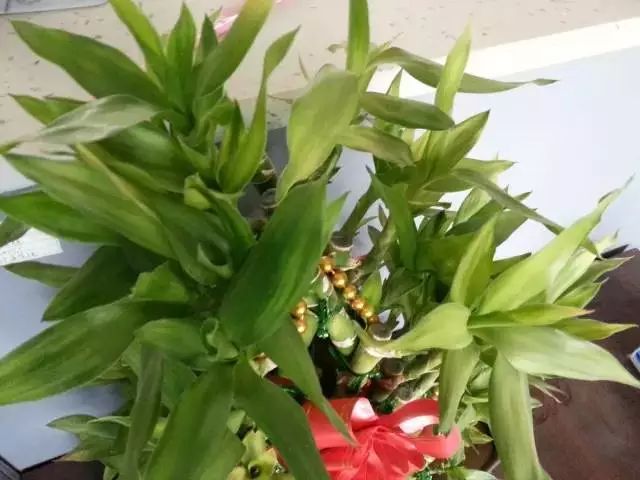 养花怎么处理病虫,养花怎么防止烂根