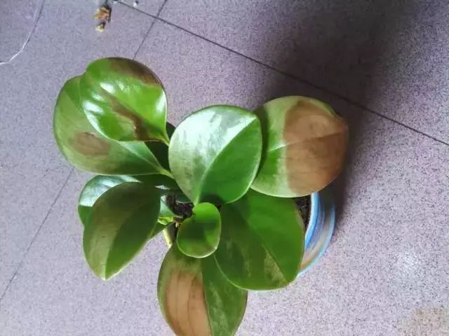 养花怎么处理病虫,养花怎么防止烂根