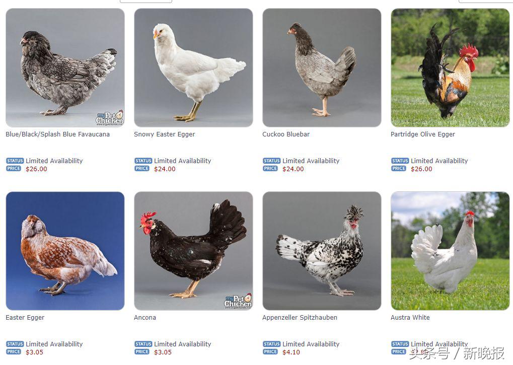 越来越多人养鸡当宠物，还有人卖鸡尿布发财了……