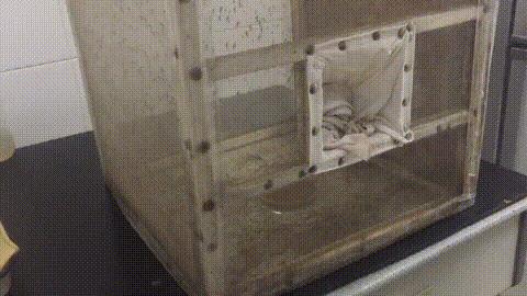 驱蚊产品测评100只蚊子,驱蚊产品测评315