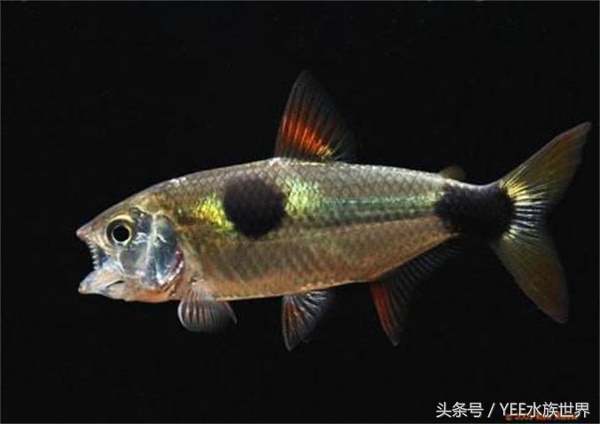 鱼店误把马克当灯鱼卖给我，半缸灯鱼成了饲料，我亏了还是赚了？