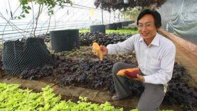 红薯什么品种最好用,红薯种的选择