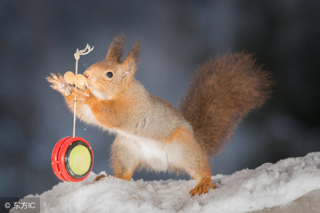 松鼠能驯养吗,松鼠能人工饲养吗