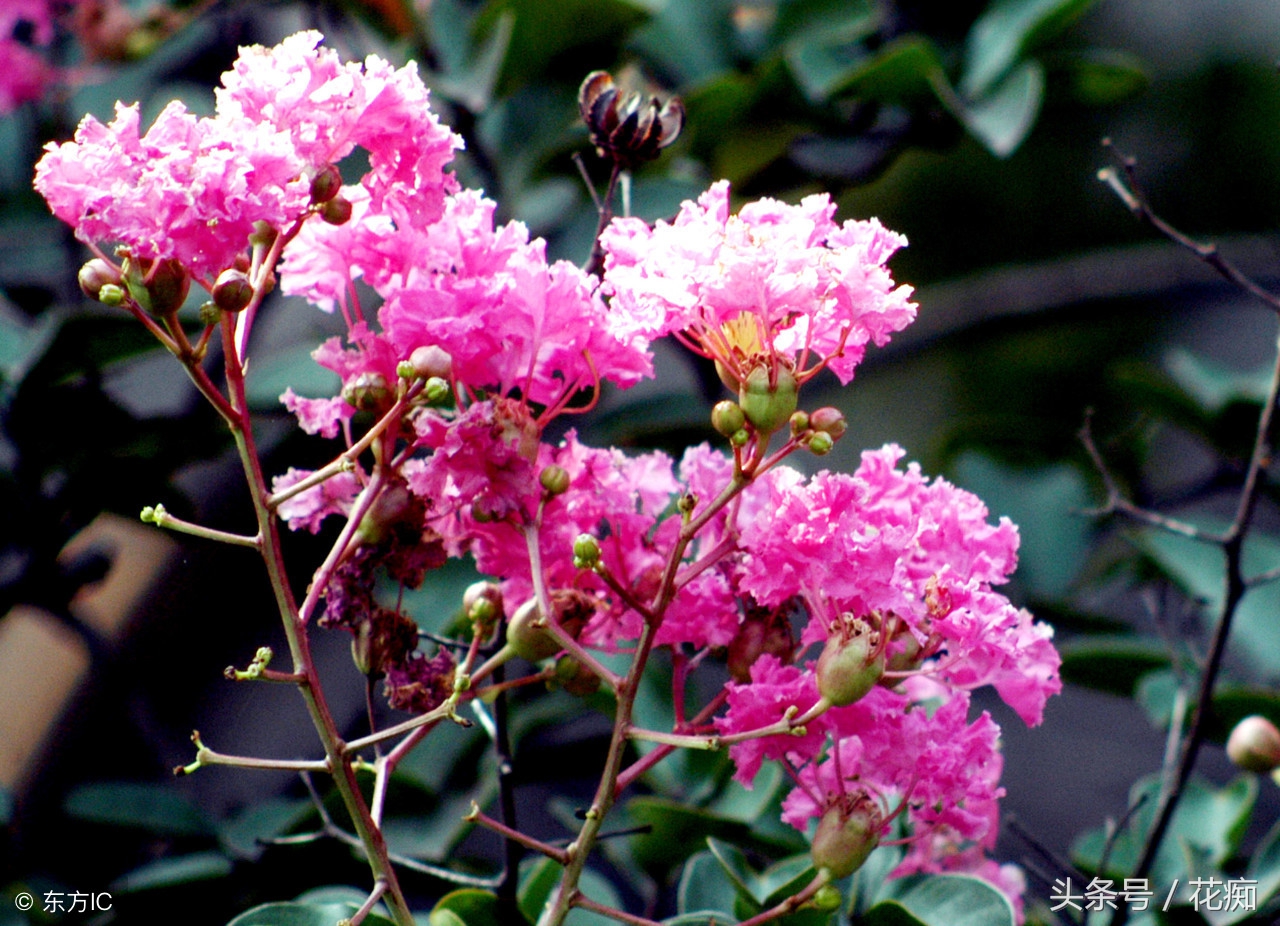 漂亮的紫薇花开了,紫薇哪个品种最好养