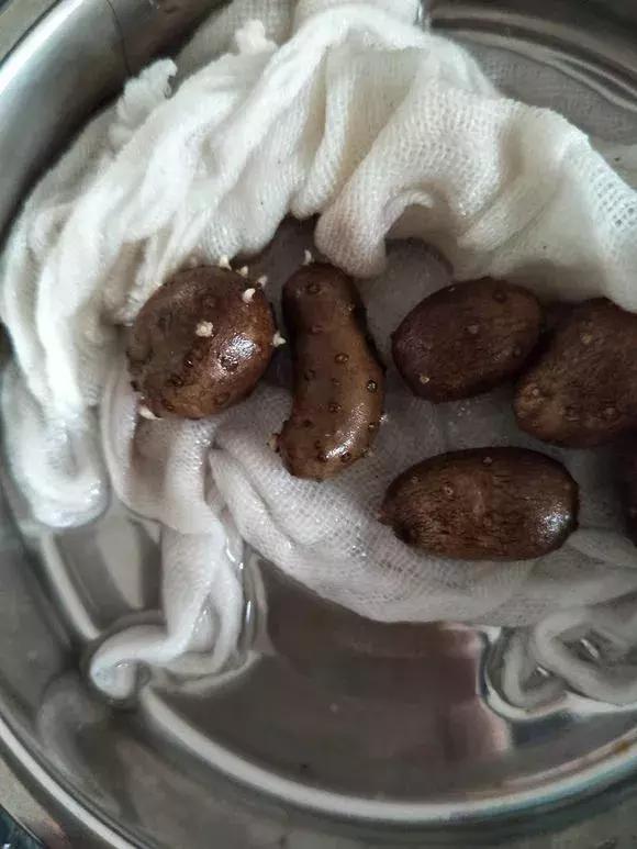 山药发芽全过程,山药发芽了埋地里行不