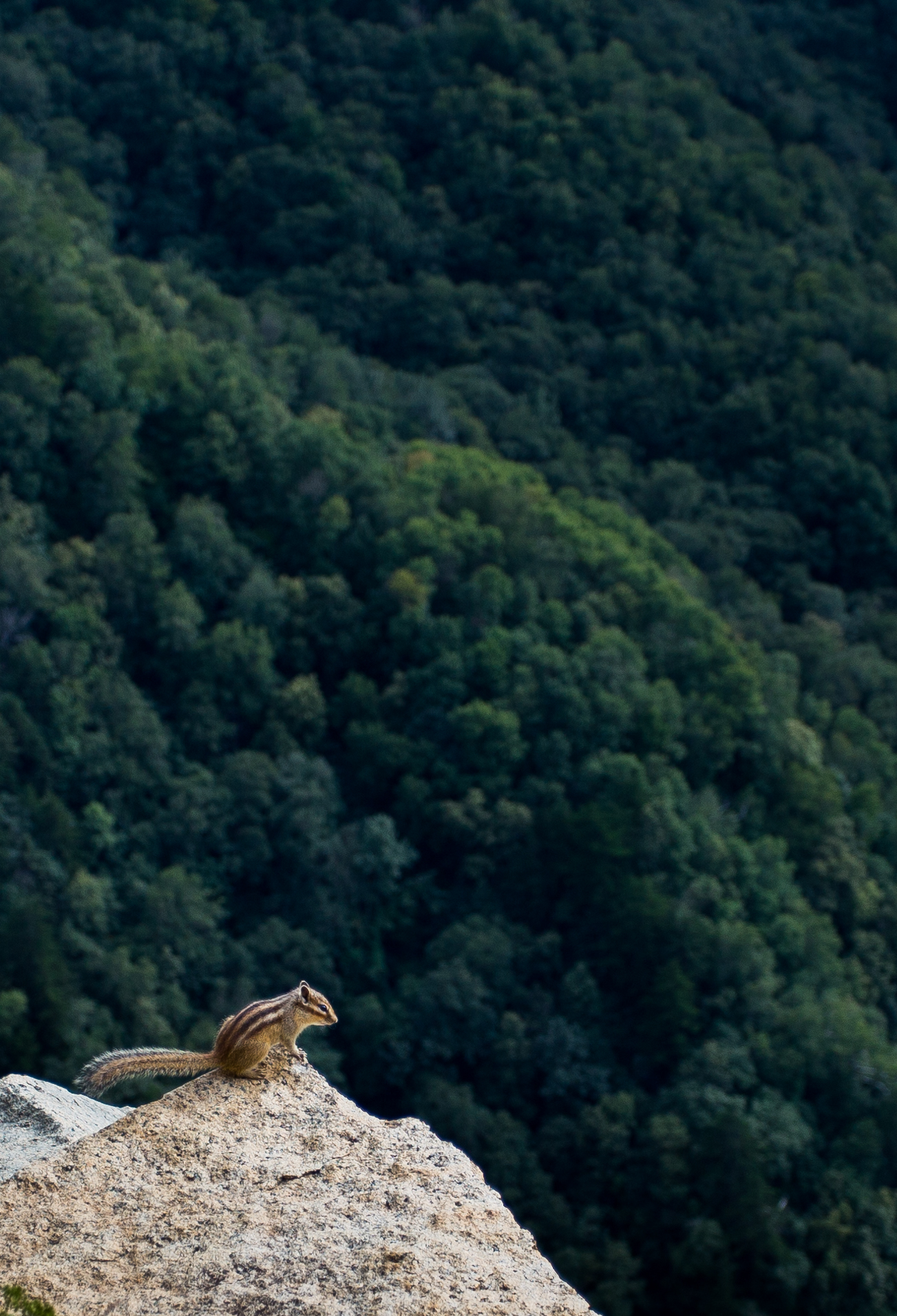 玩单反穷三代下一句,佳能入门级单反推荐全画幅穷人