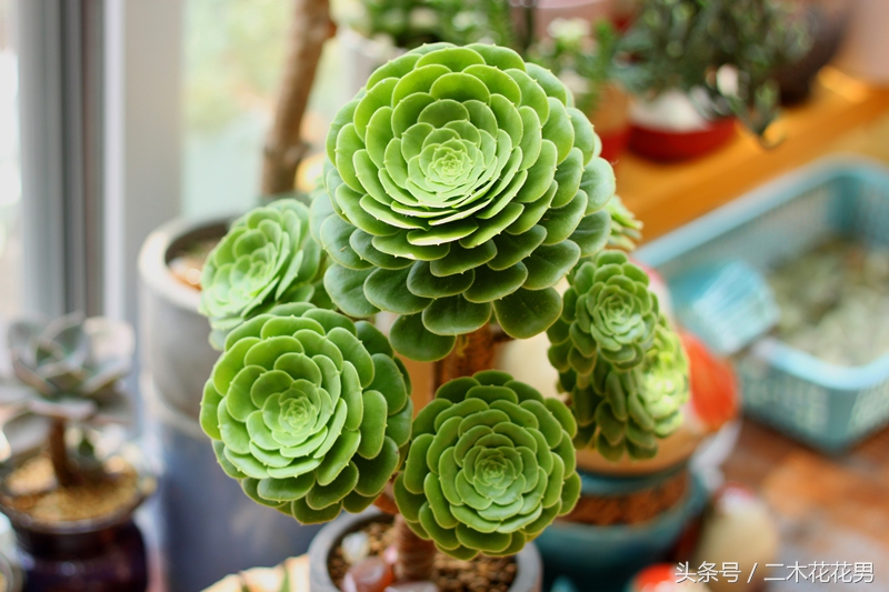 玉龙观音怎样养护和管理,玉龙观音生长过程中需要摘叶片