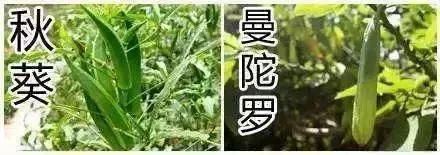 秋葵与曼陀罗的区别,秋葵与曼陀罗花