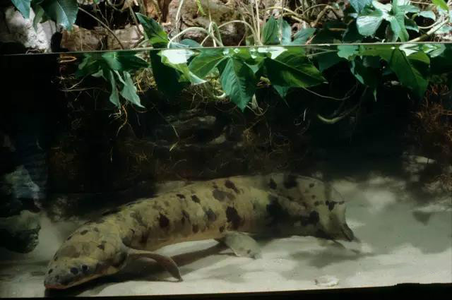 见到这只鱼大伙都要喊它爷爷,结局竟被安乐死,人们却表示赞同