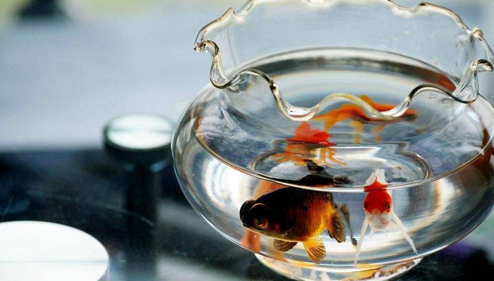 对水质要求低的冷水观赏鱼,冷水观赏鱼适应的温度