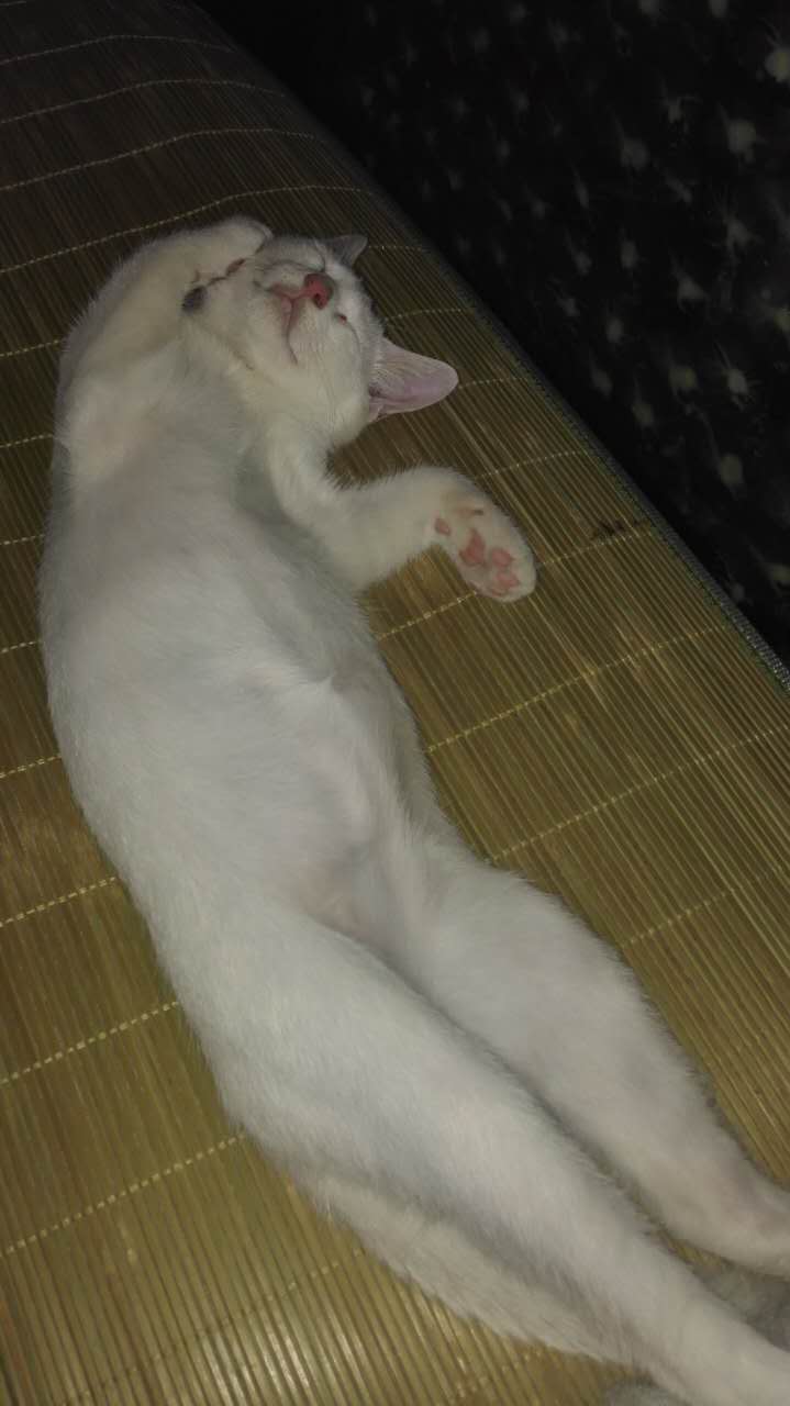 豆哥是一只松鼠,豆哥真实搞笑视频