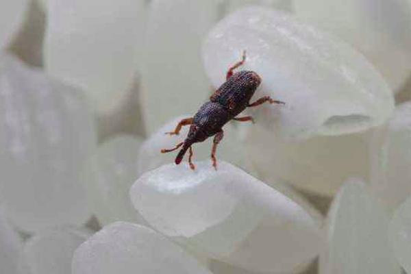 农村害虫有哪些,农村田里的害虫