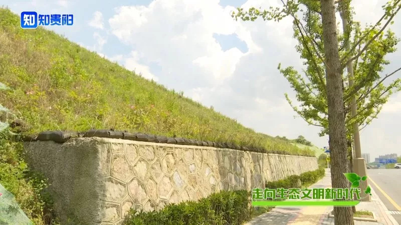 “百山治理”之后，我市这些山体都披上了绿装，有你常见到的吗？