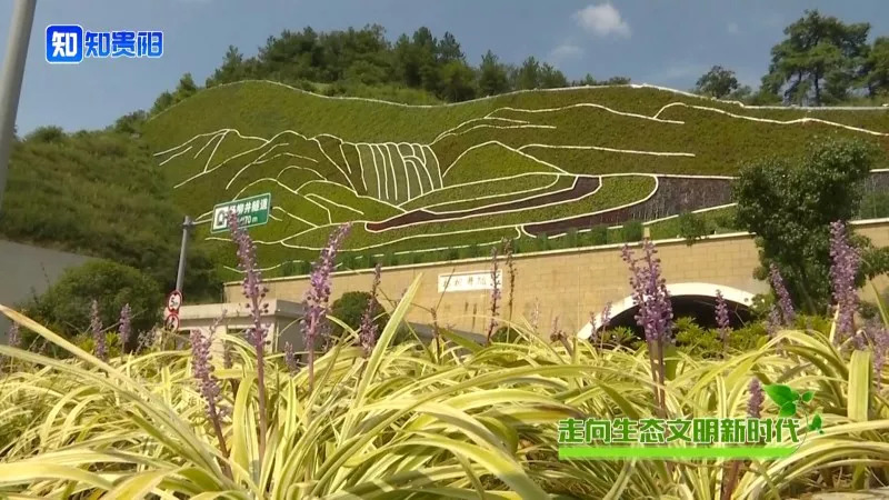 “百山治理”之后，我市这些山体都披上了绿装，有你常见到的吗？