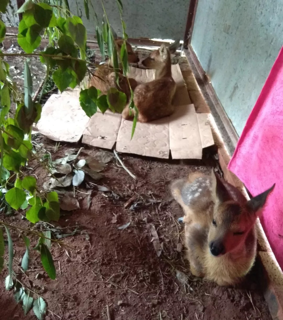 我们救的那几只狍子，全世界最美