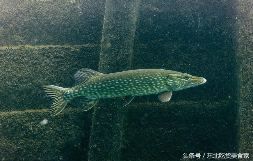 东北十大冷水鱼品种,东北的冷水鱼有什么特点