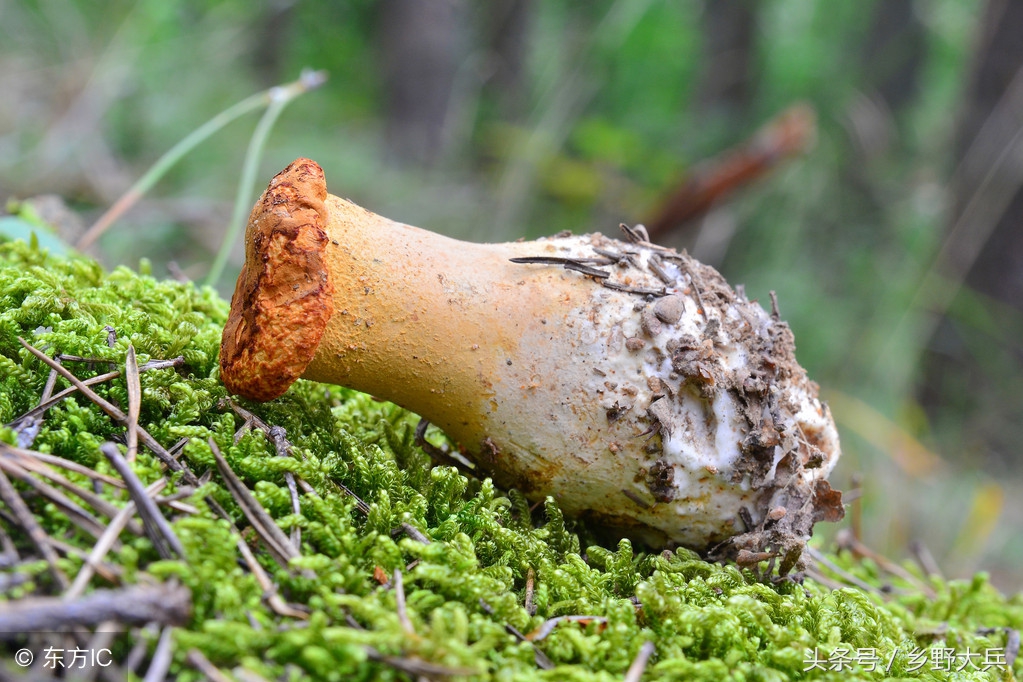北方的深山老林中的神奇植物，貌似猴头，营养丰富也能治疗癌症