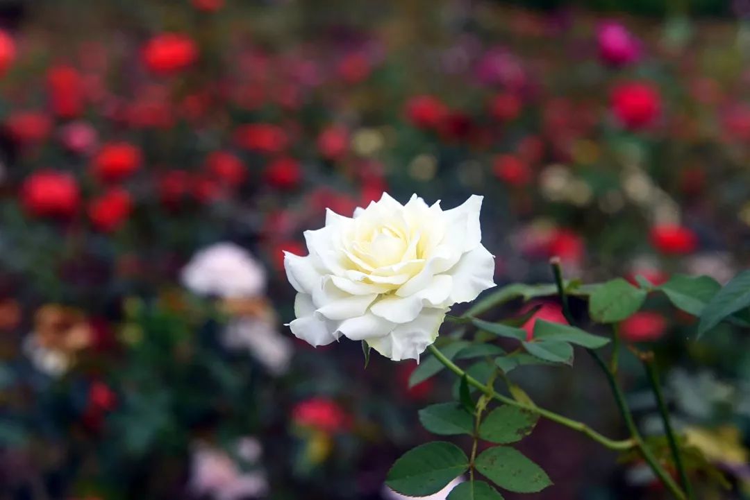 惊喜！8月24日黄姚花海景区免费入园了，这些“仙境”你舍得错过吗？