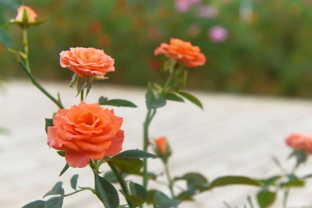 惊喜！8月24日黄姚花海景区免费入园了，这些“仙境”你舍得错过吗？