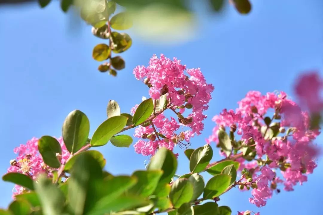 惊喜！8月24日黄姚花海景区免费入园了，这些“仙境”你舍得错过吗？