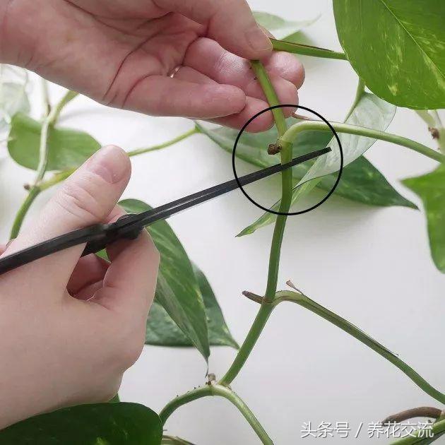 花卉绿萝的培养方法和技巧图片,绿萝繁殖最简单的方法图解
