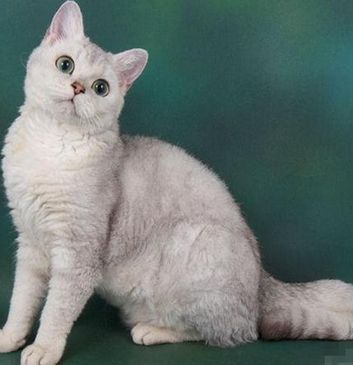 喵星人大图,喵星人大黄狗