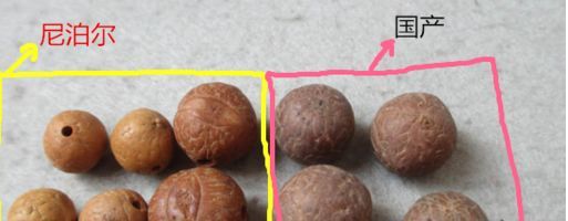 枣核凤眼菩提是菩提吗,麒麟眼菩提和凤眼菩提