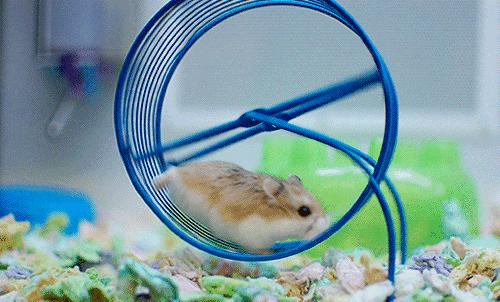 仓鼠食粮养鼠日常分享,仓鼠饲养攻略小猫