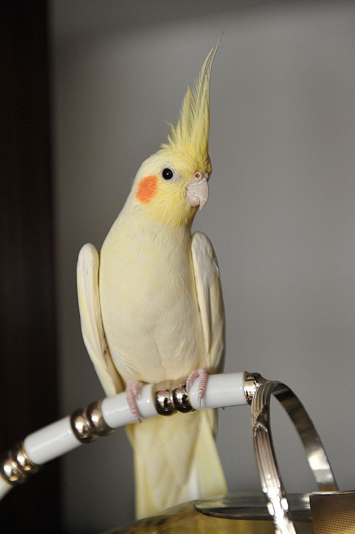 玄凤鹦鹉生病可以吃头孢克肟吗,玄凤生病症状及治疗