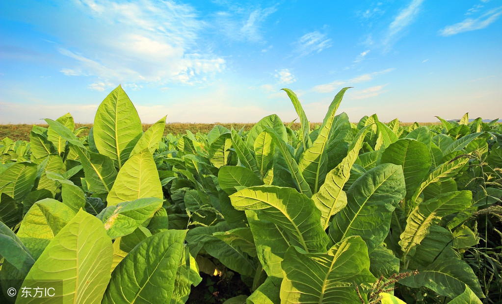 吉林烟草工业招聘2018公示,吉林烟草局社会招聘2020