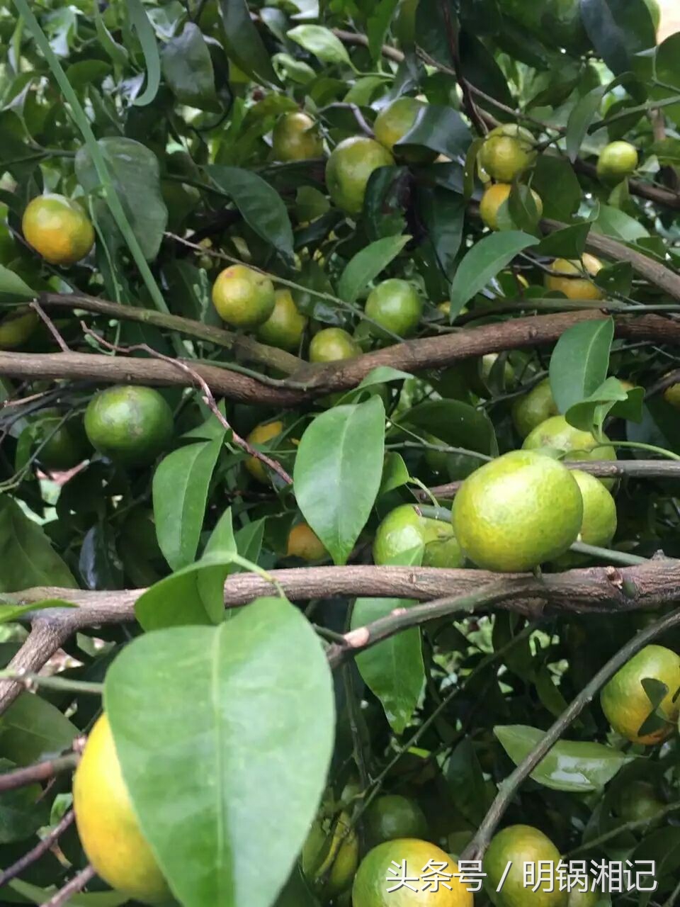 荔浦果农种植技术,广西果农种植户